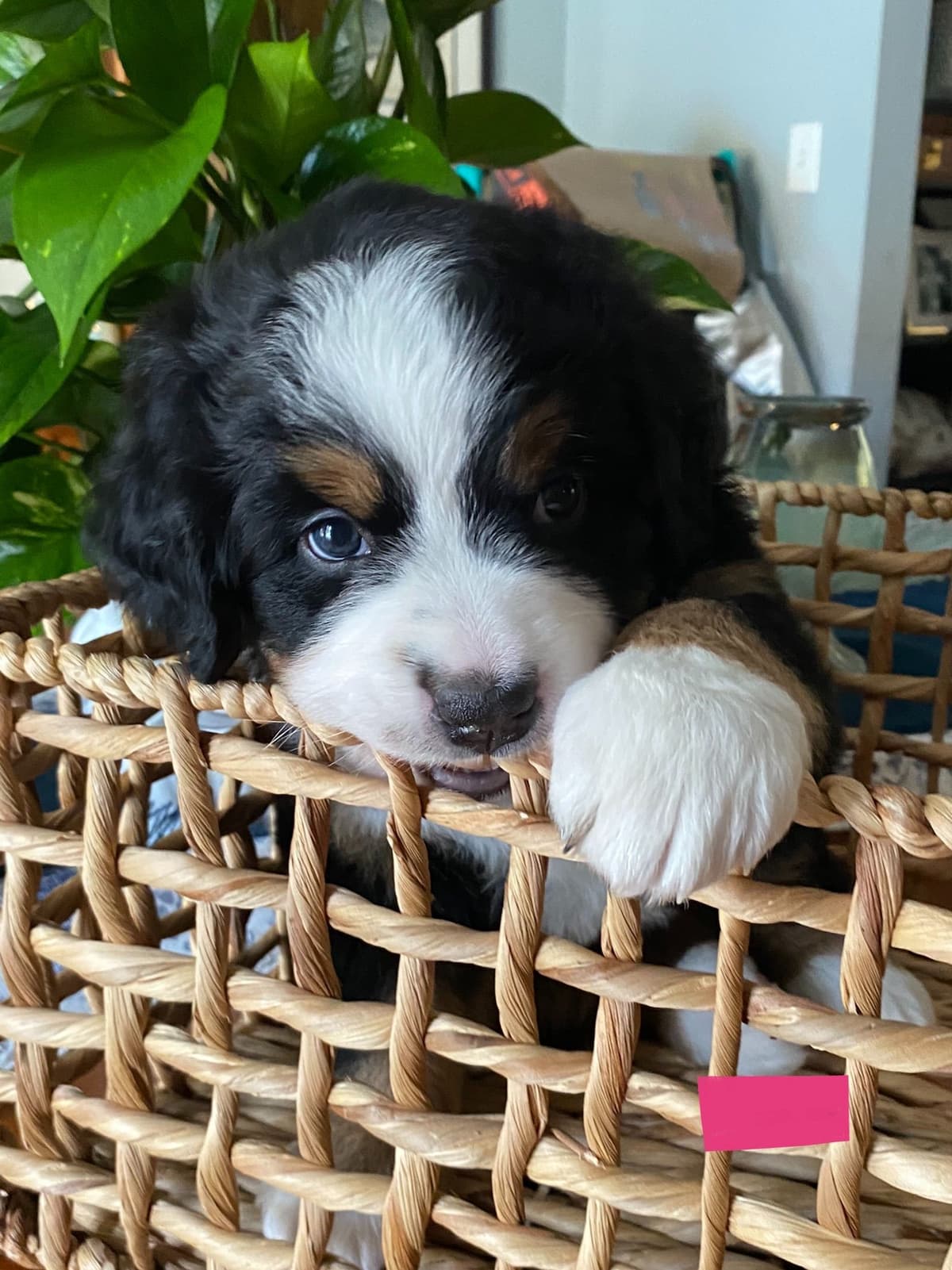 Bernese Mountain Dog Puppies breeder image 11