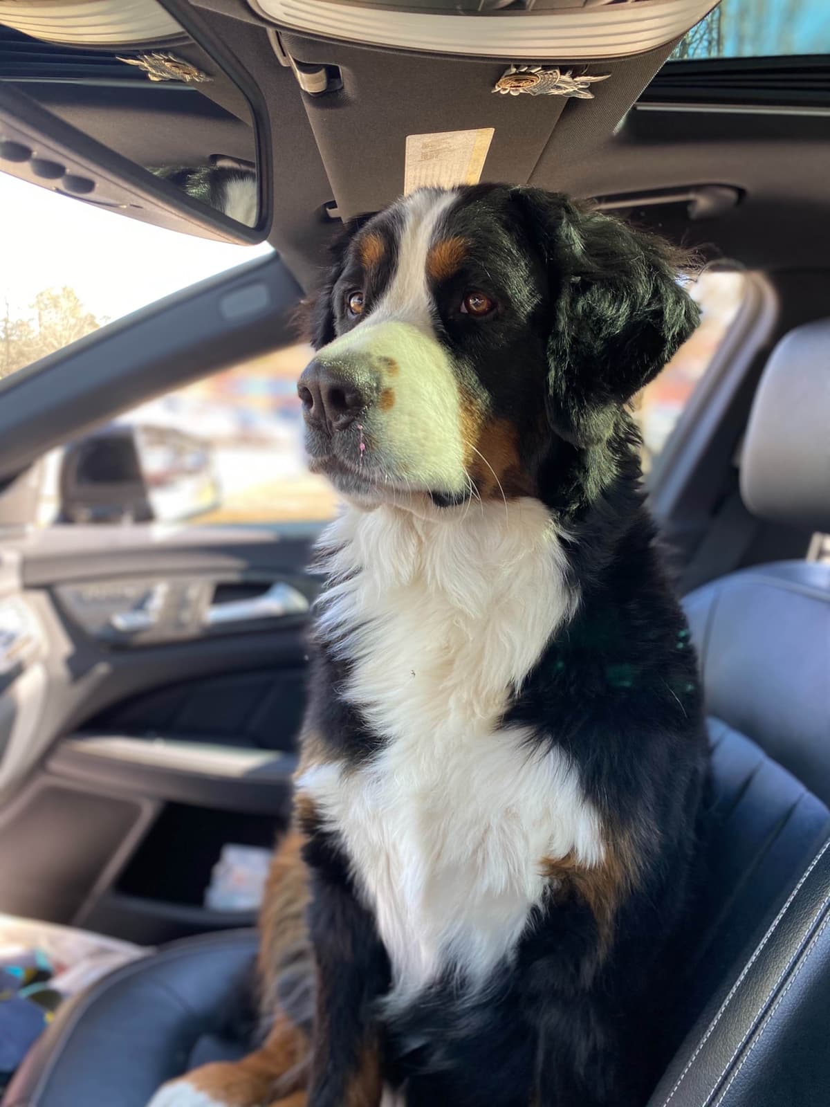 Bernese Mountain Dog Puppies breeder image 13
