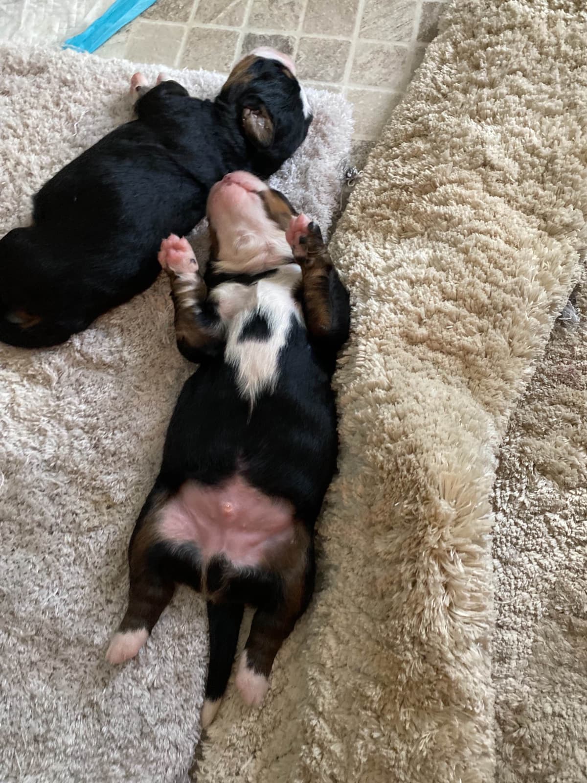 Bernese Mountain Dog Puppies breeder image 14