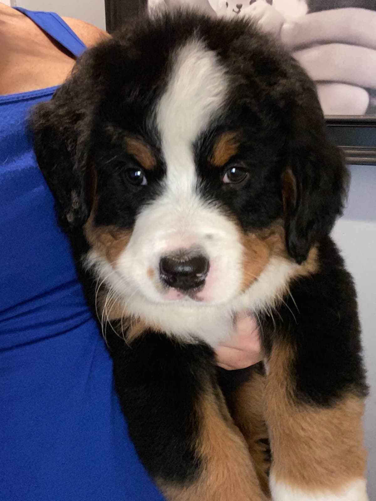 Bernese Mountain Dog Puppies breeder image 15