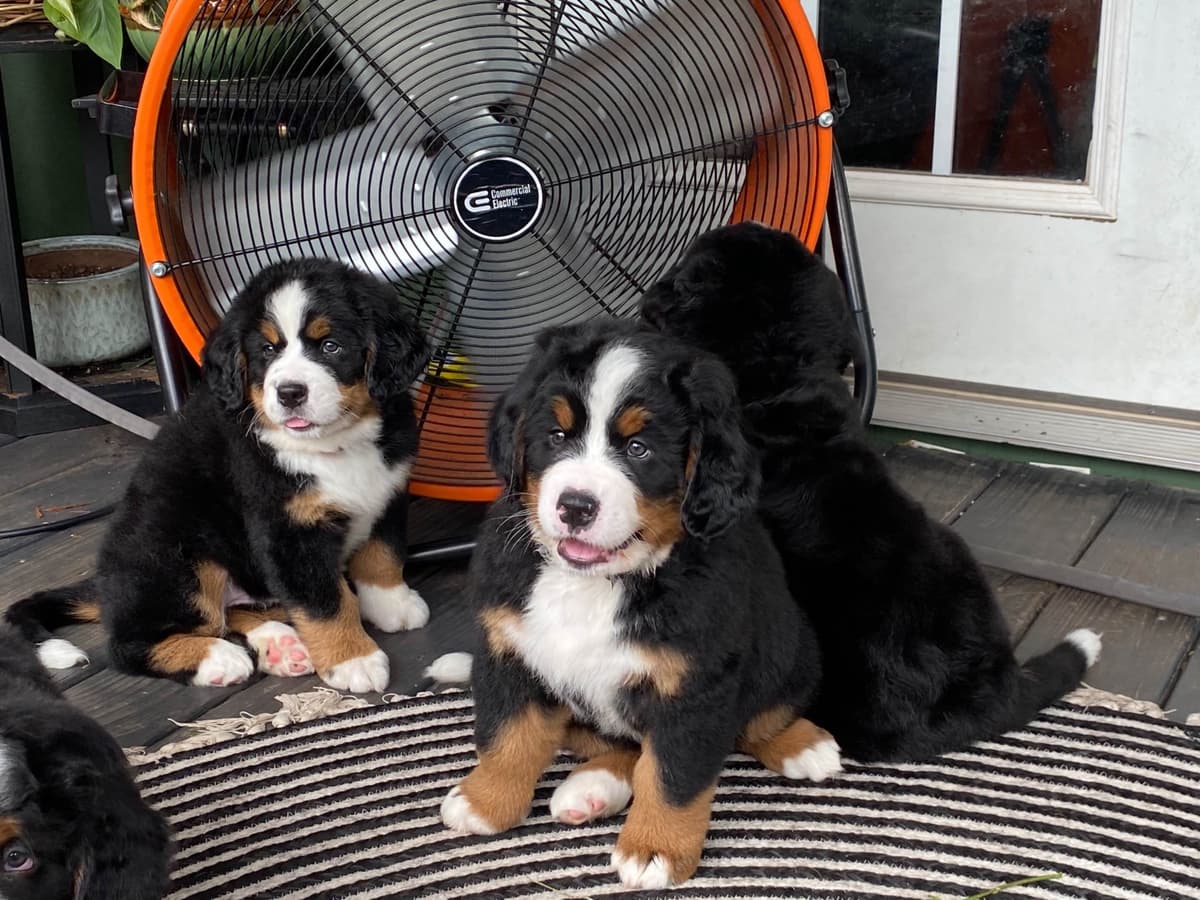 Bernese Mountain Dog Puppies breeder image 1