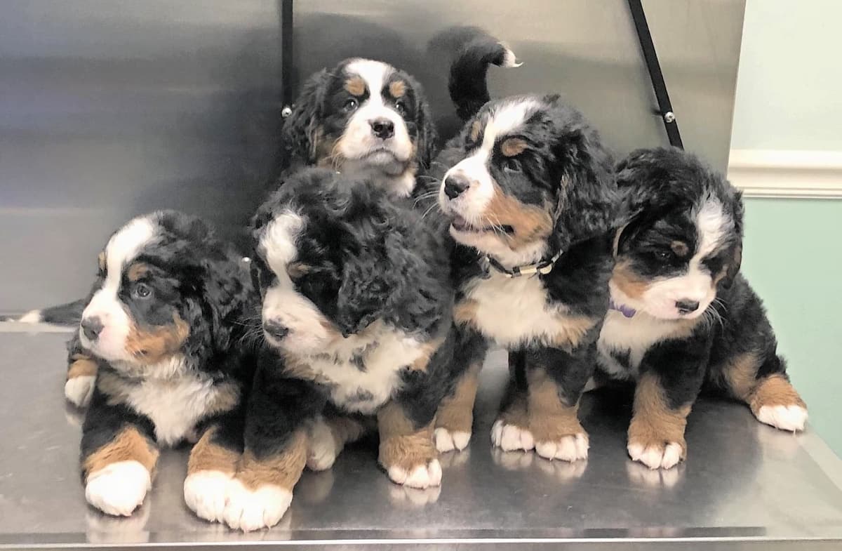 Bernese Mountain Dog Puppies breeder image 16