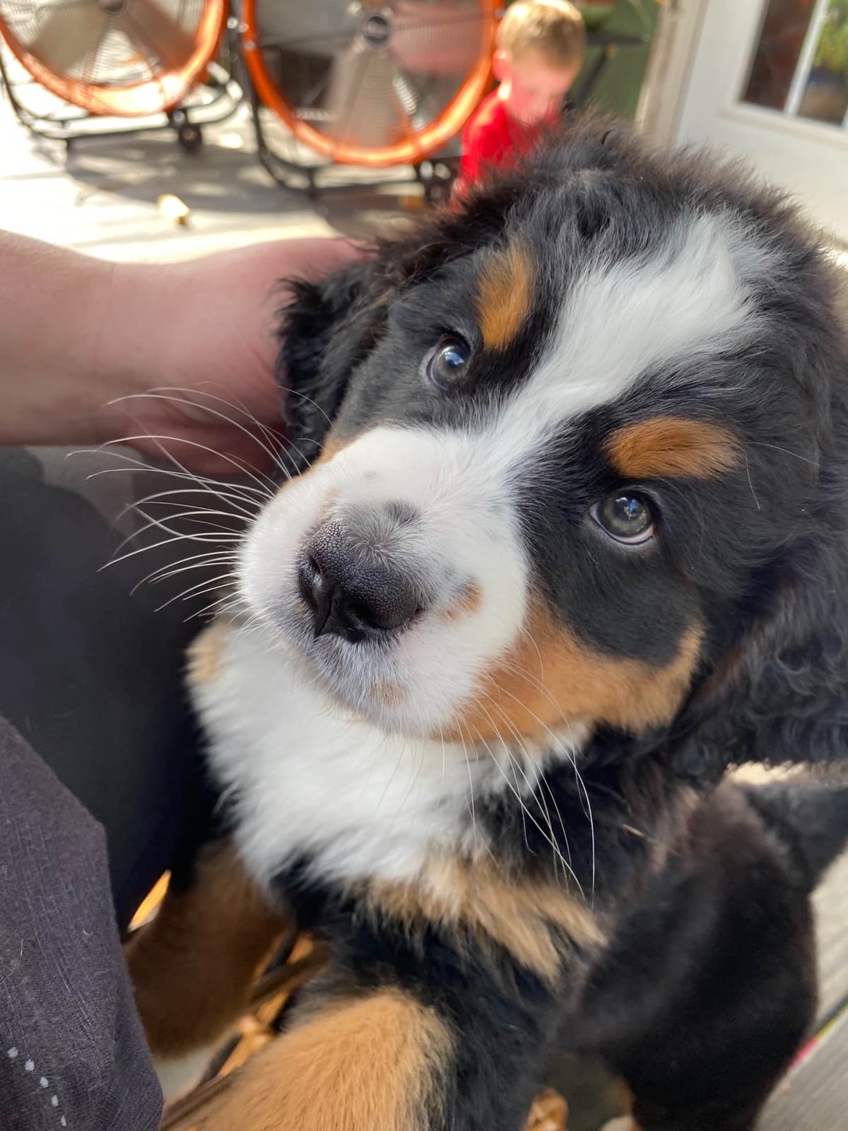 Bernese Mountain Dog Puppies breeder image 17