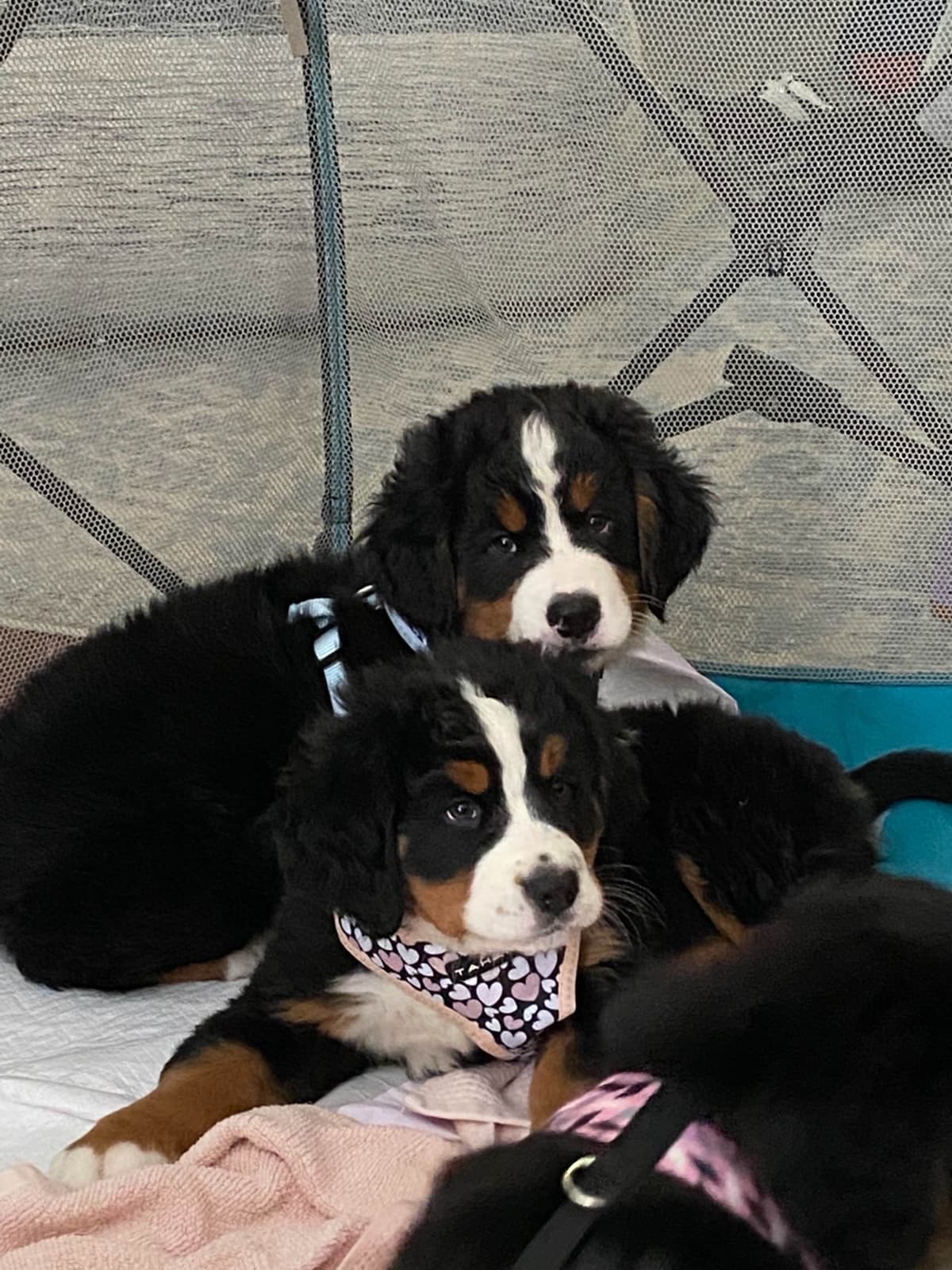 Bernese Mountain Dog Puppies breeder image 18
