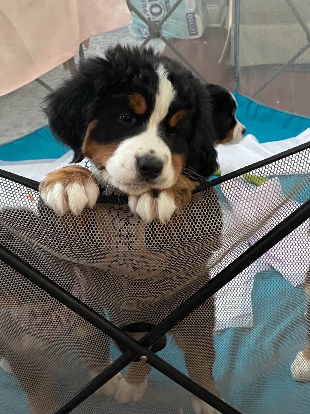 Bernese Mountain Dog Puppies breeder image 19
