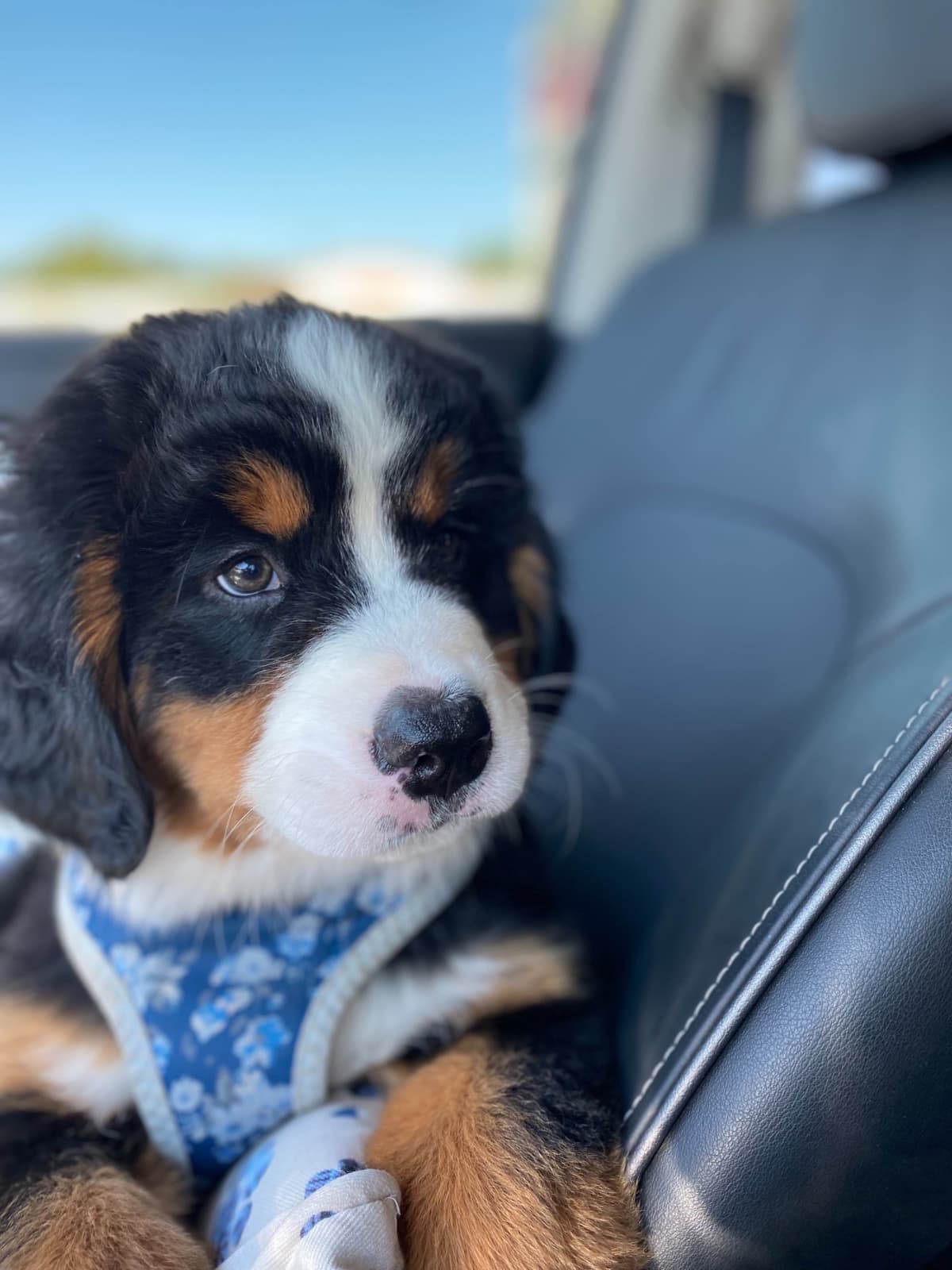 Bernese Mountain Dog Puppies breeder image 20