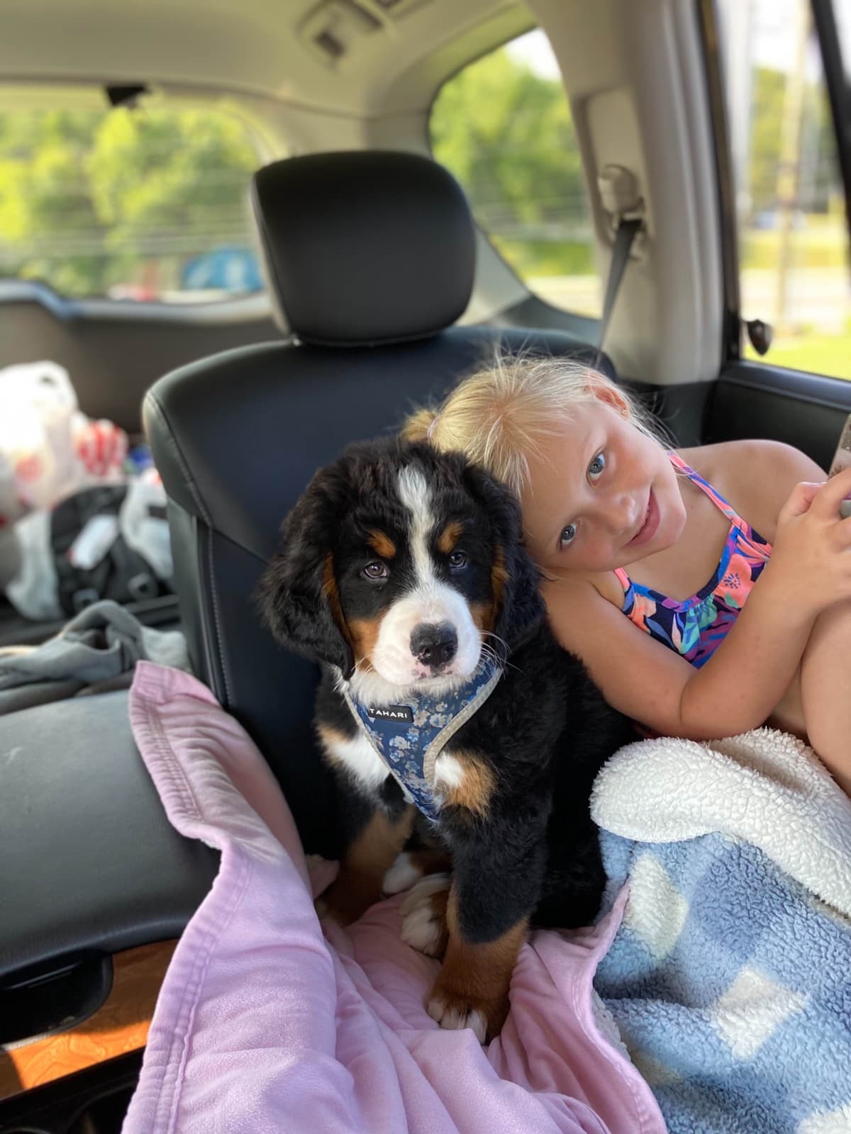 Bernese Mountain Dog Puppies breeder image 12