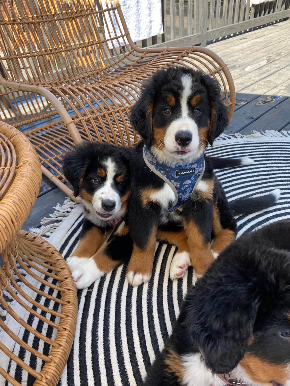 Bernese Mountain Dog Puppies breeder image 10