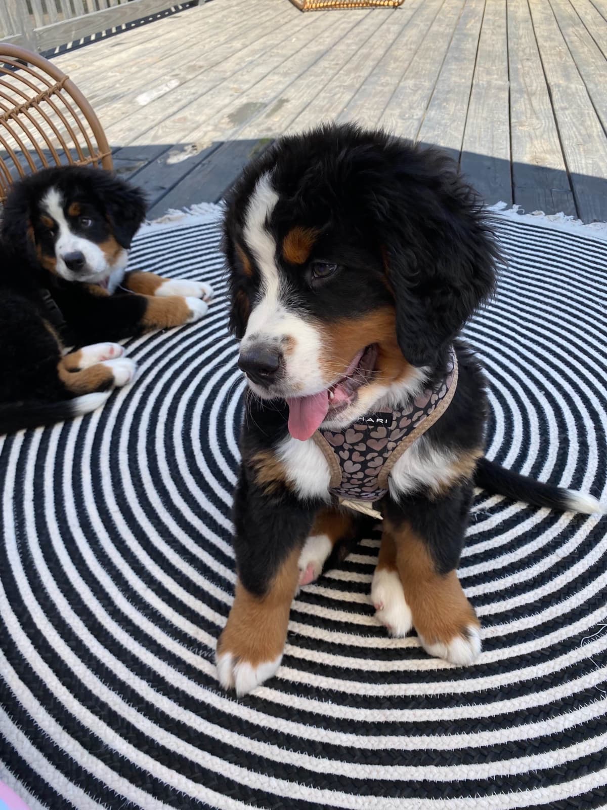 Bernese Mountain Dog Puppies breeder image 21