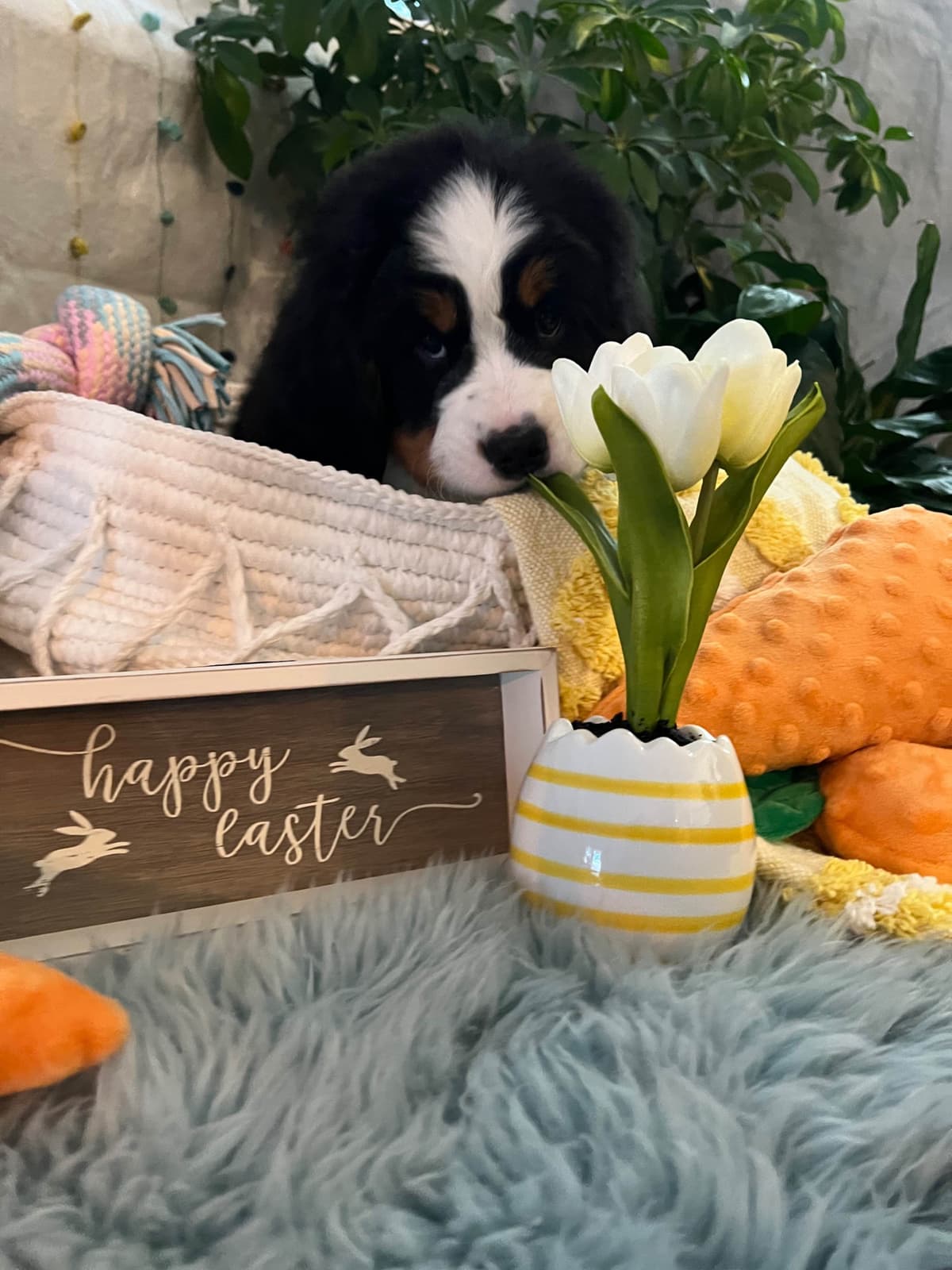 Bernese Mountain Dog Puppies breeder image 22
