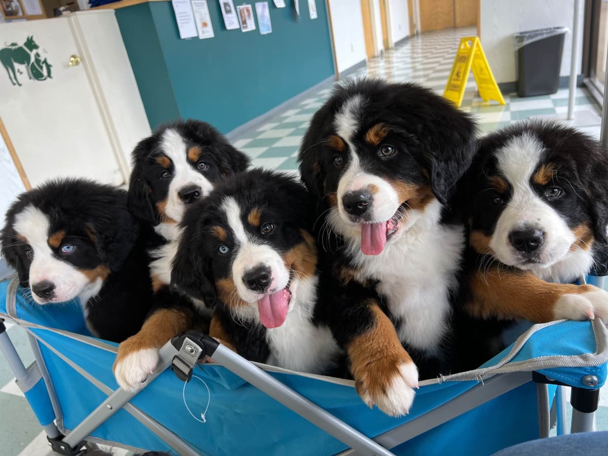 Bernese Mountain Dog Puppies breeder image 9