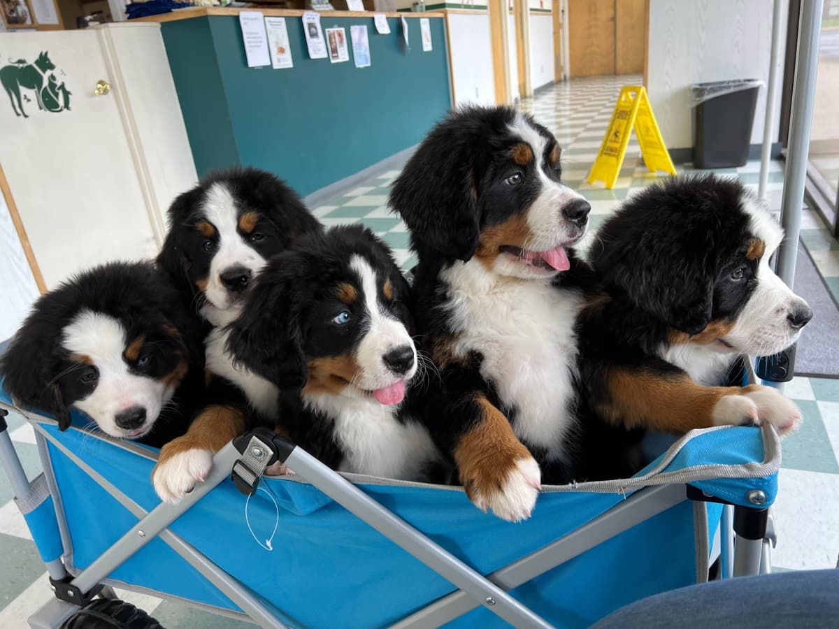 Bernese Mountain Dog Puppies breeder image 23