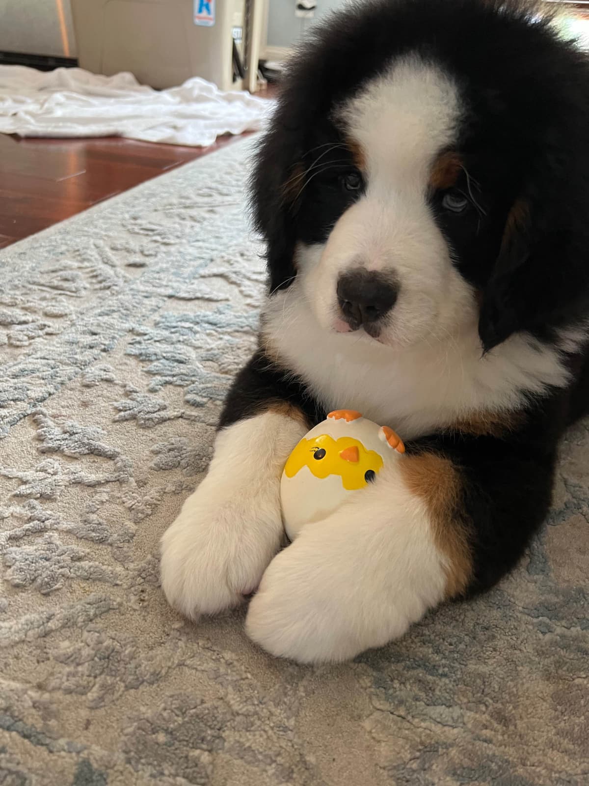 Bernese Mountain Dog Puppies breeder image 8