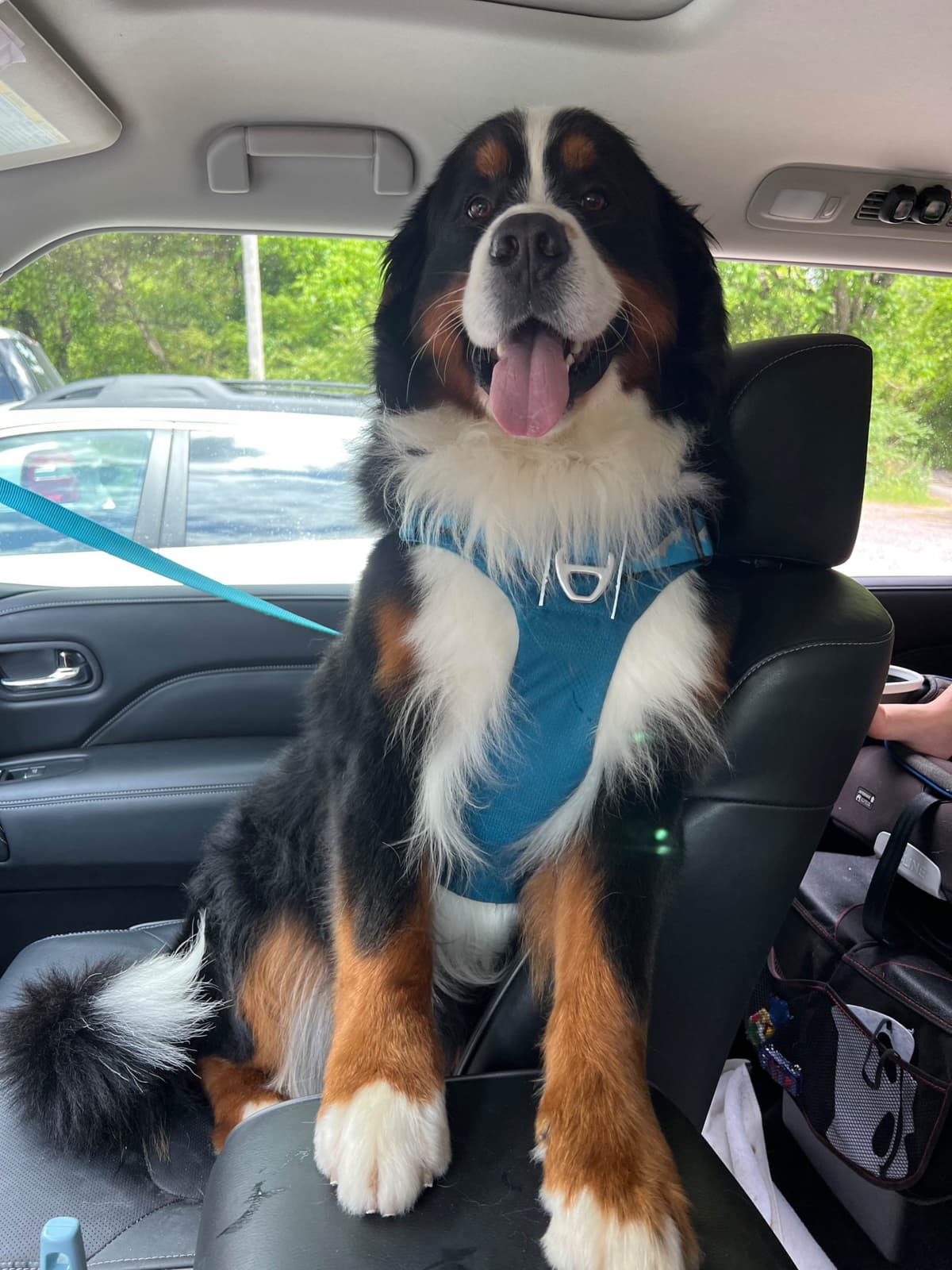 Bernese Mountain Dog Puppies breeder image 24