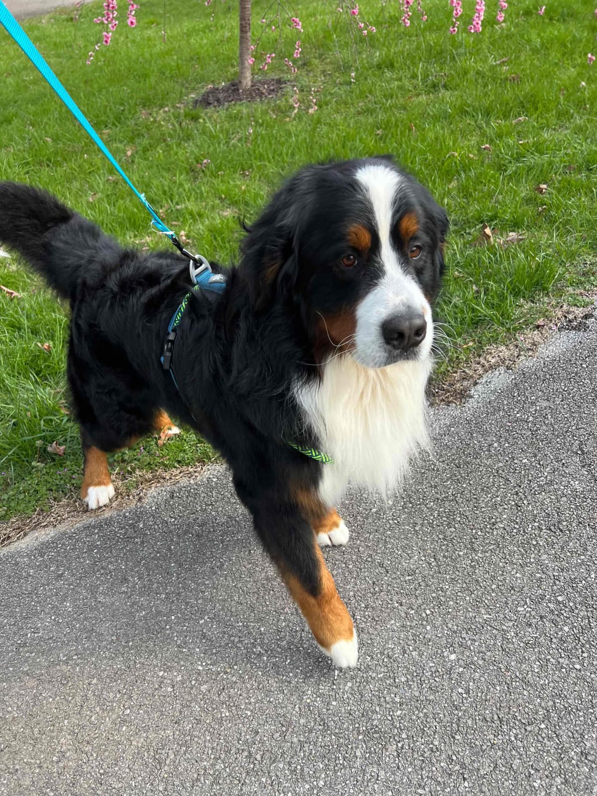 Bernese Mountain Dog Puppies breeder image 6