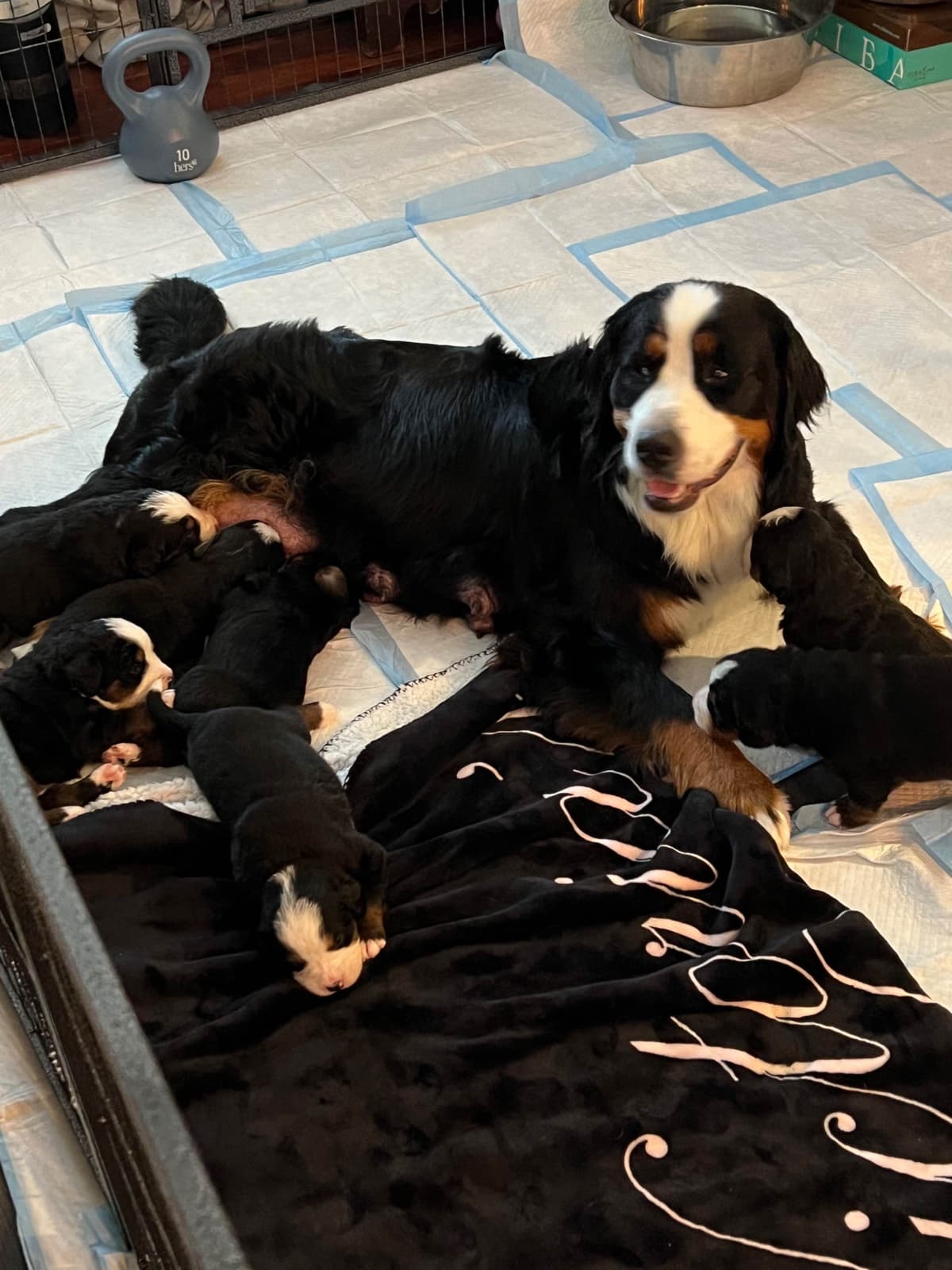 Bernese Mountain Dog Puppies breeder image 27