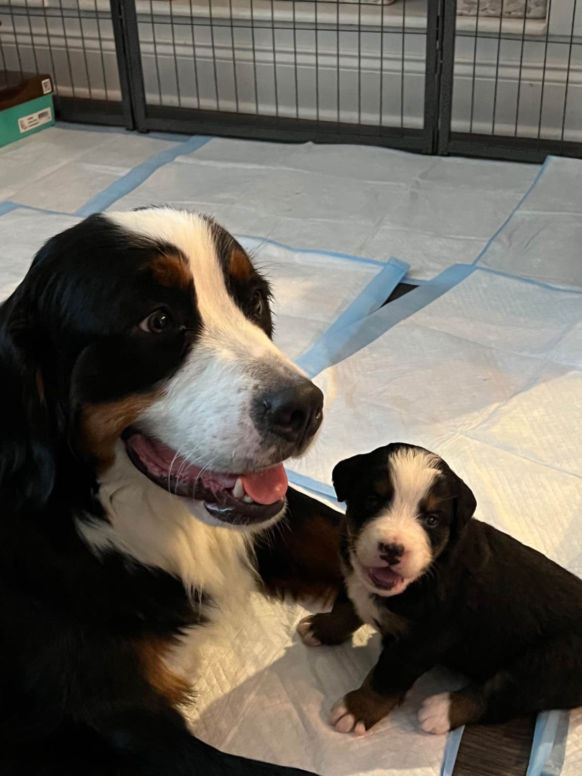 Bernese Mountain Dog Puppies breeder image 3