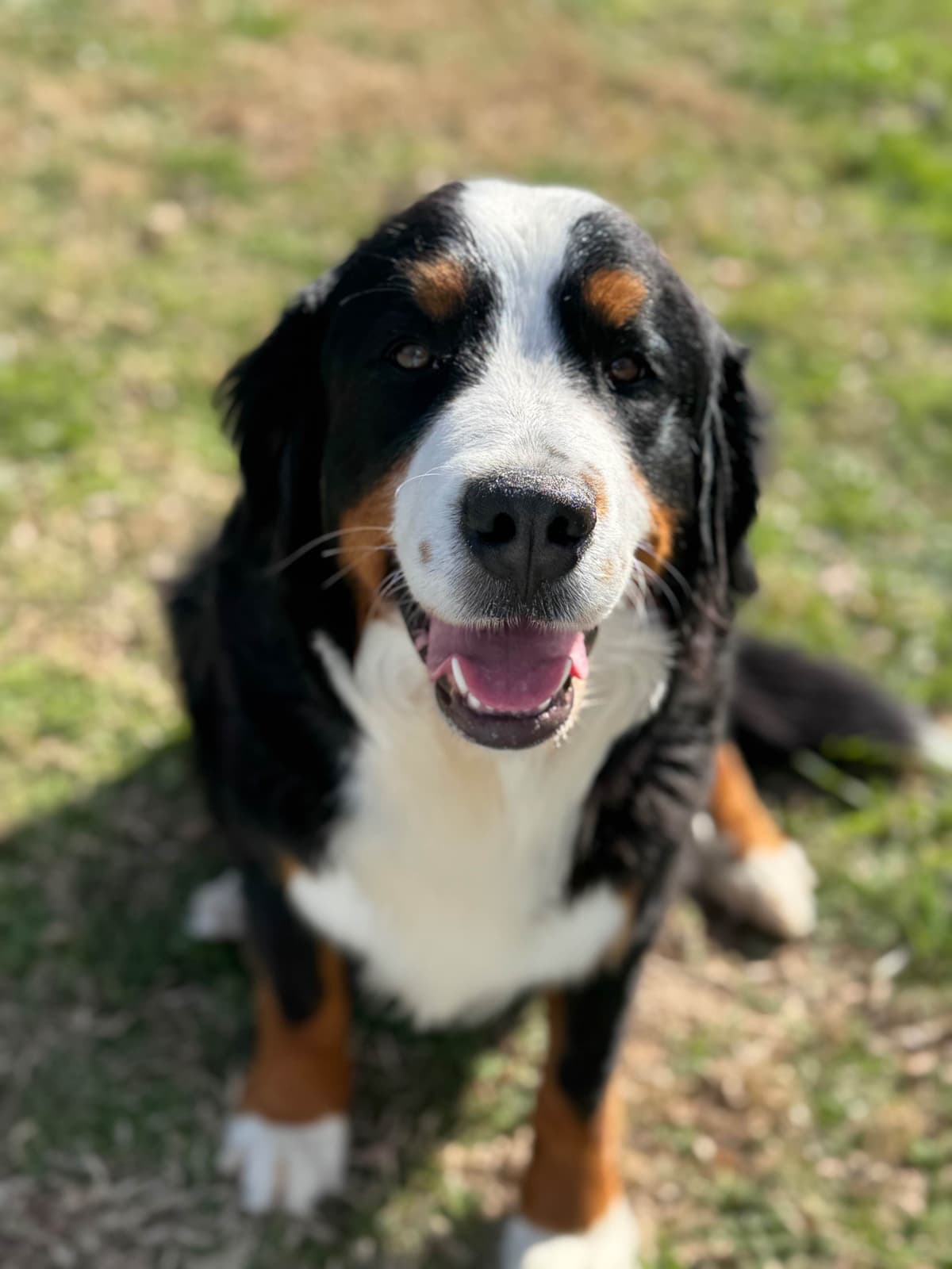 Bernese Mountain Dog Puppies breeder image 4