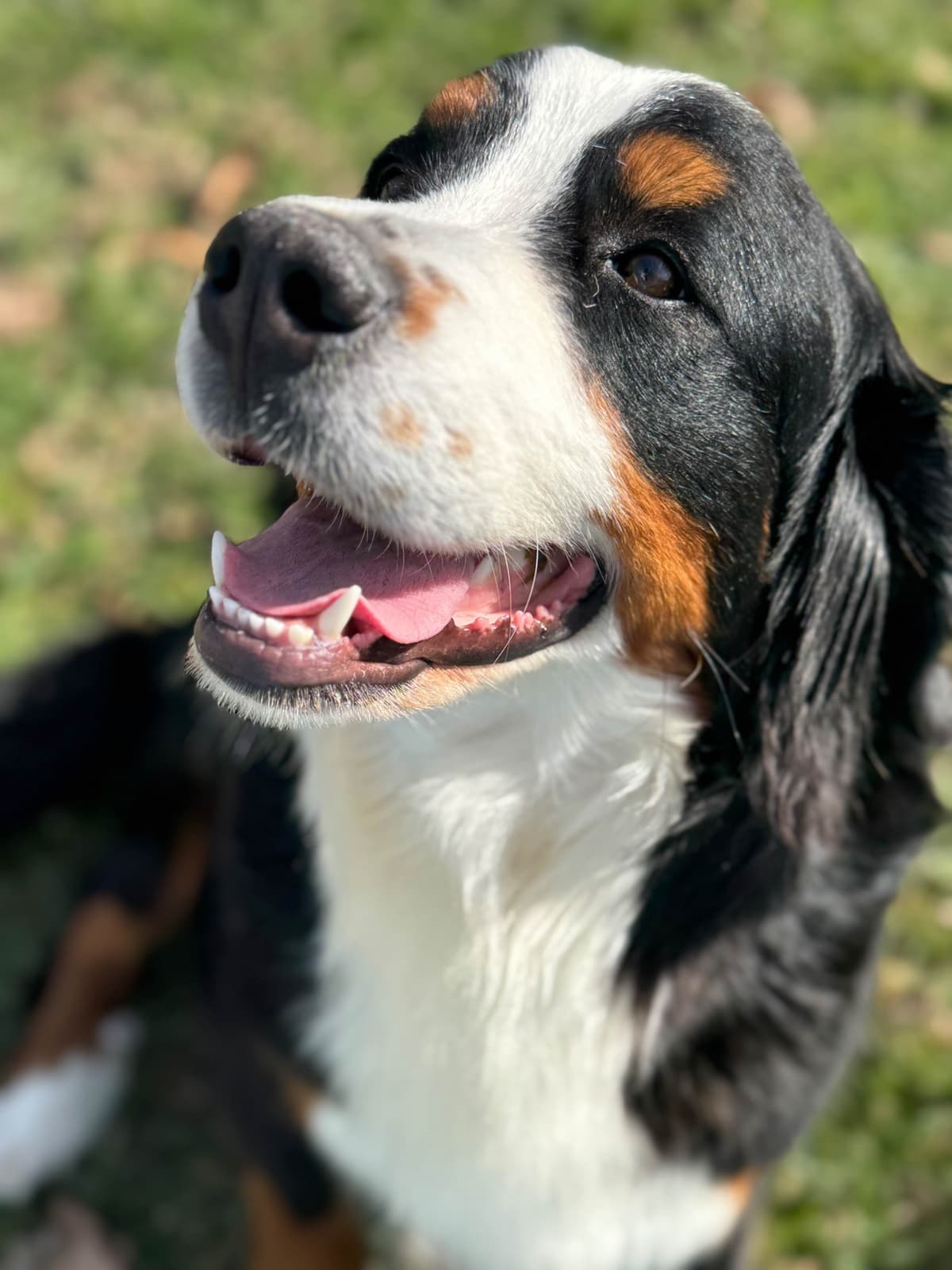 Bernese Mountain Dog Puppies breeder image 5