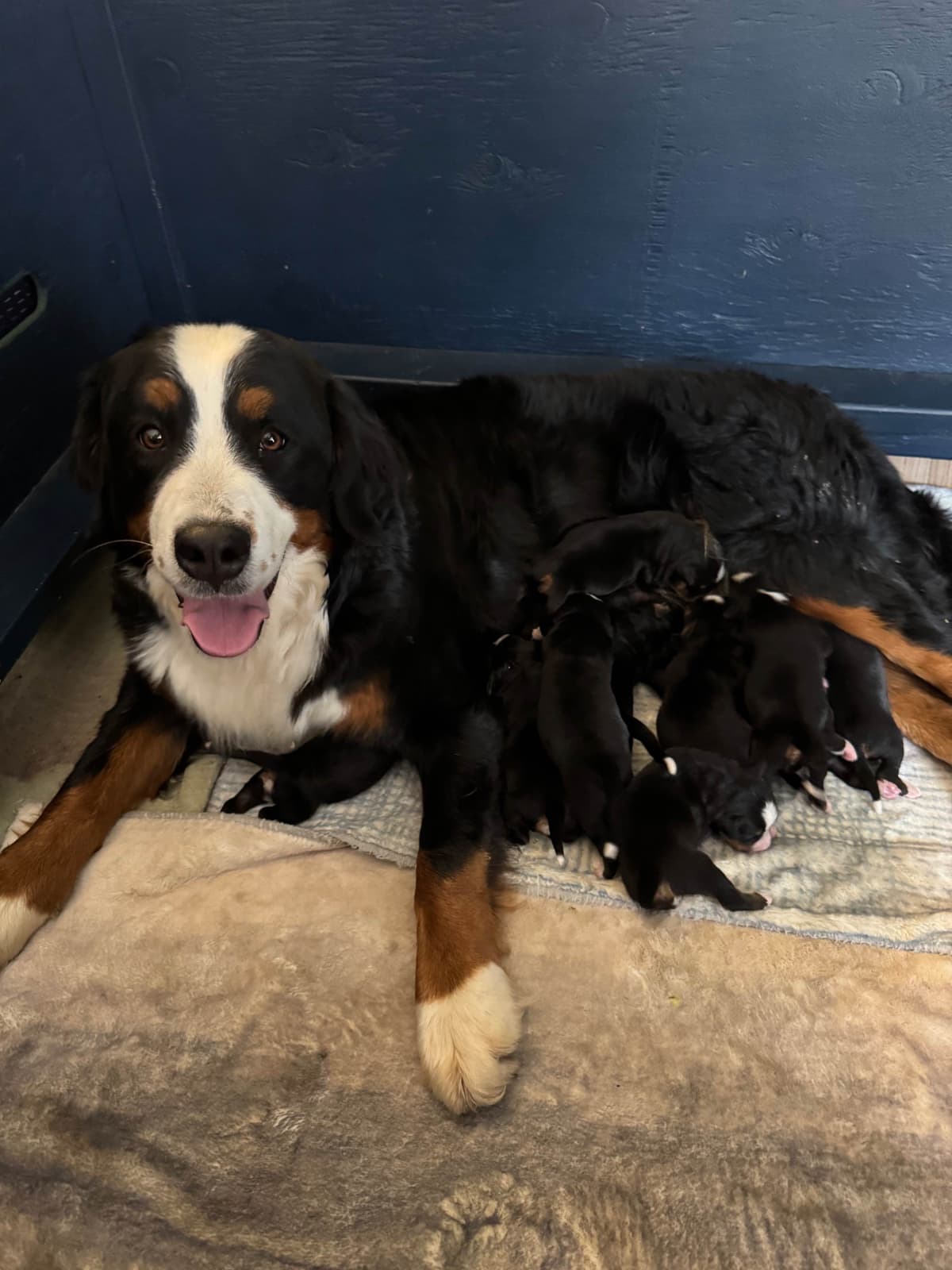 Bernese Mountain Dog Puppies breeder image 28