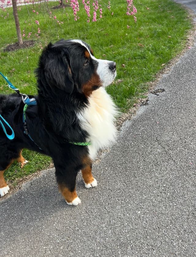 Bernese Mountain Dog Puppies media 2