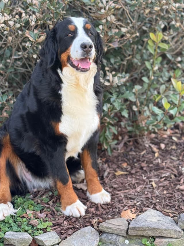 Bernese Mountain Dog Puppies media 3