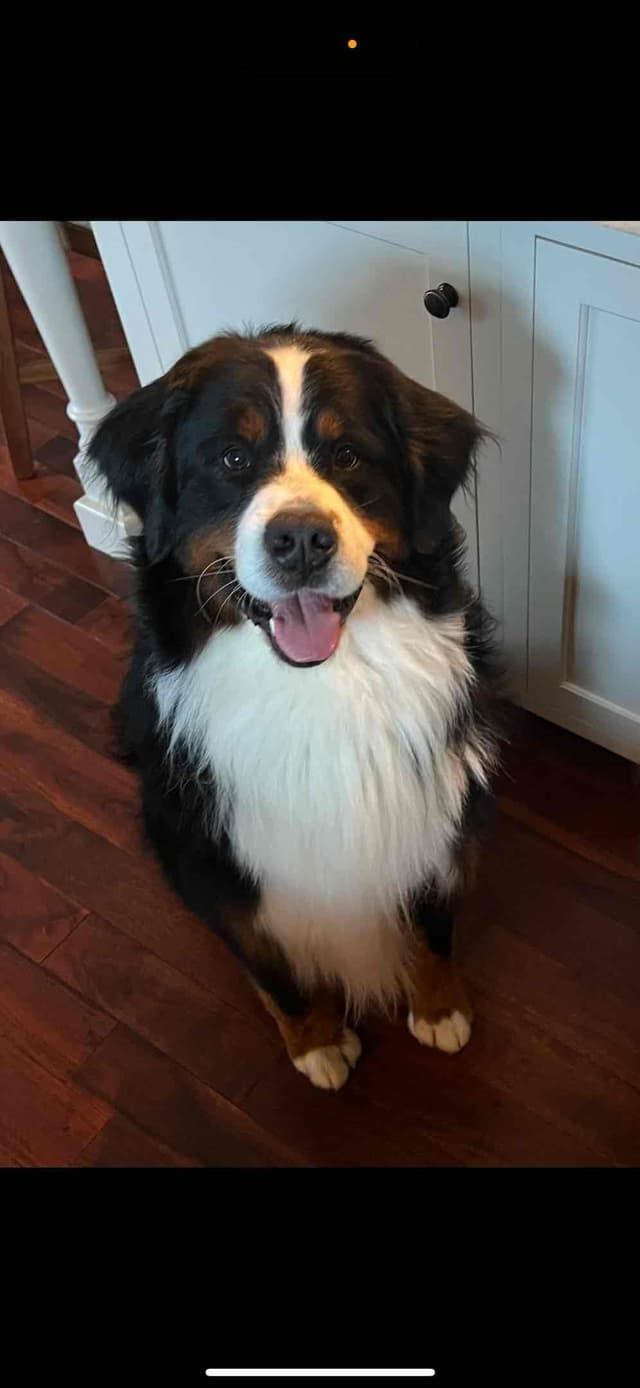 Bernese Mountain Dog Puppies media 4