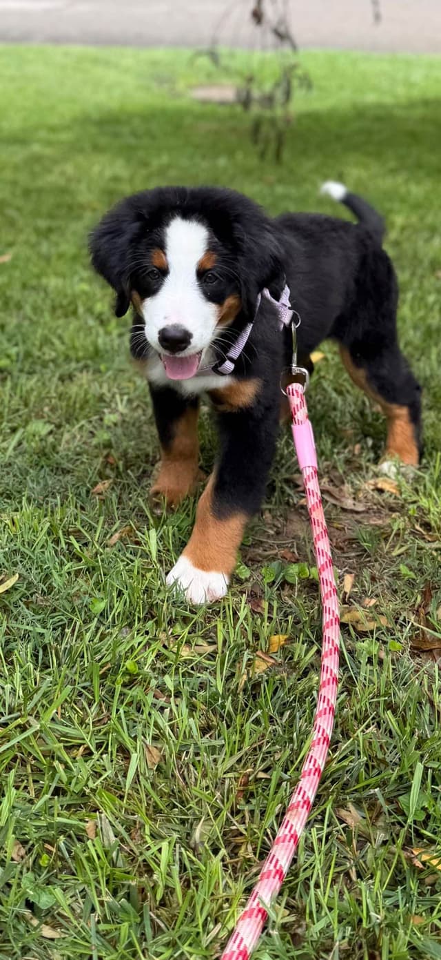 Bernese Mountain Dog Puppies media 5