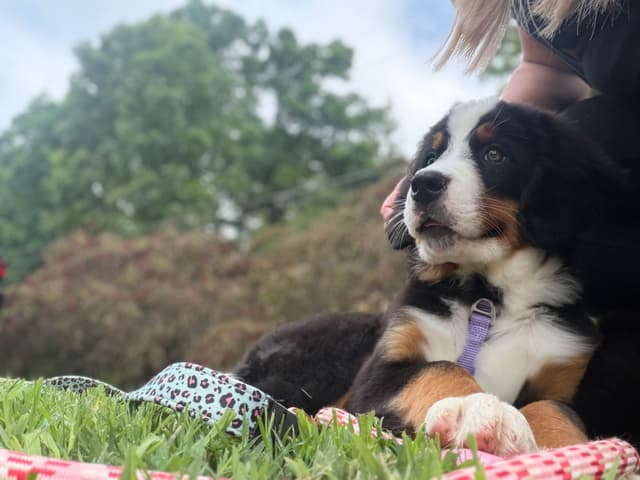 Bernese Mountain Dog Puppies media 6