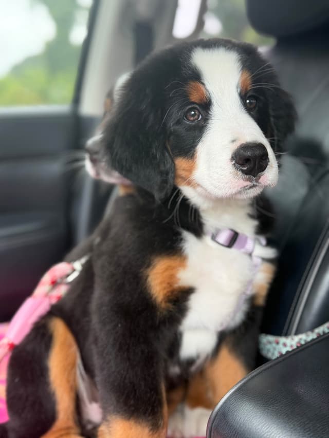 Bernese Mountain Dog Puppies media 7