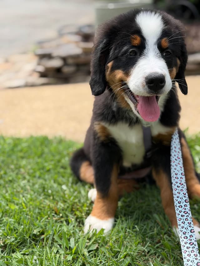 Bernese Mountain Dog Puppies media 8