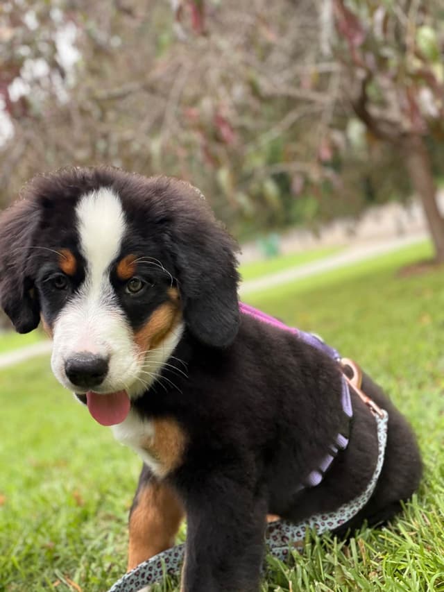 Bernese Mountain Dog Puppies media 9