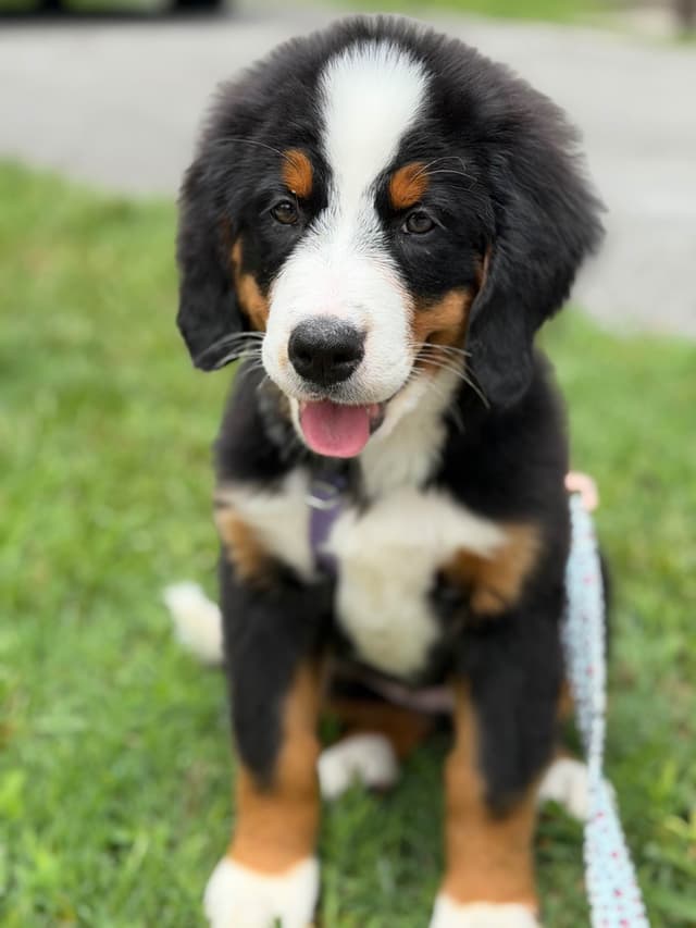Bernese Mountain Dog Puppies media 10
