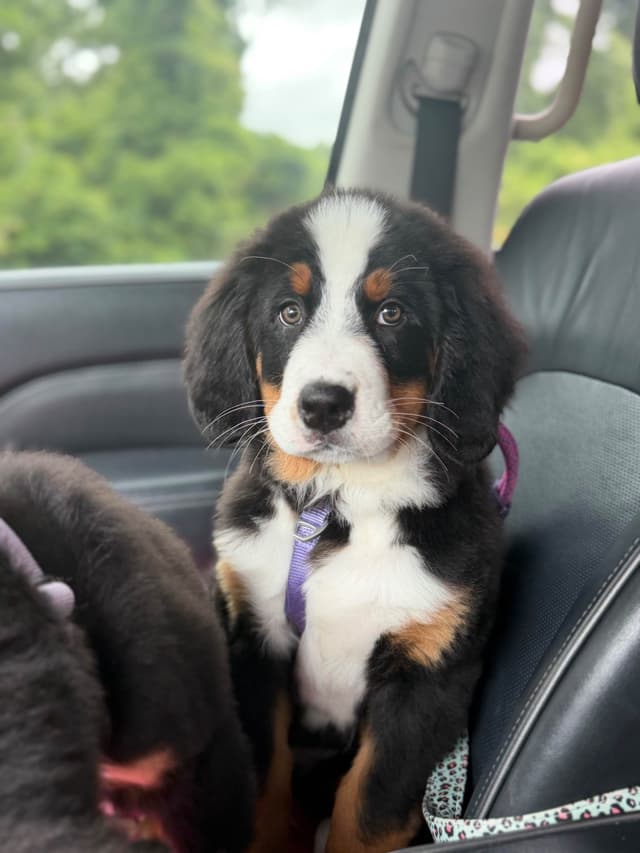 Bernese Mountain Dog Puppies media 11