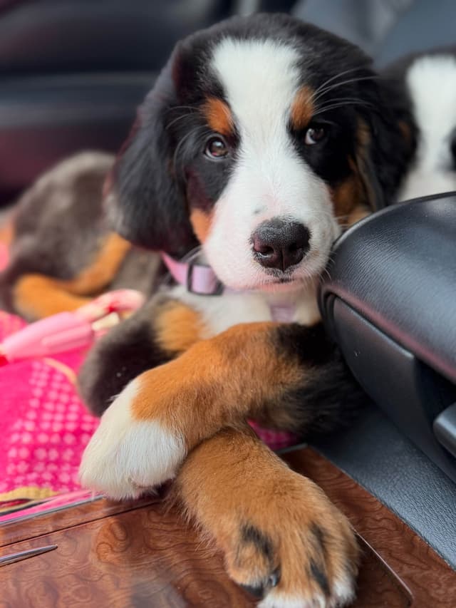 Bernese Mountain Dog Puppies media 12