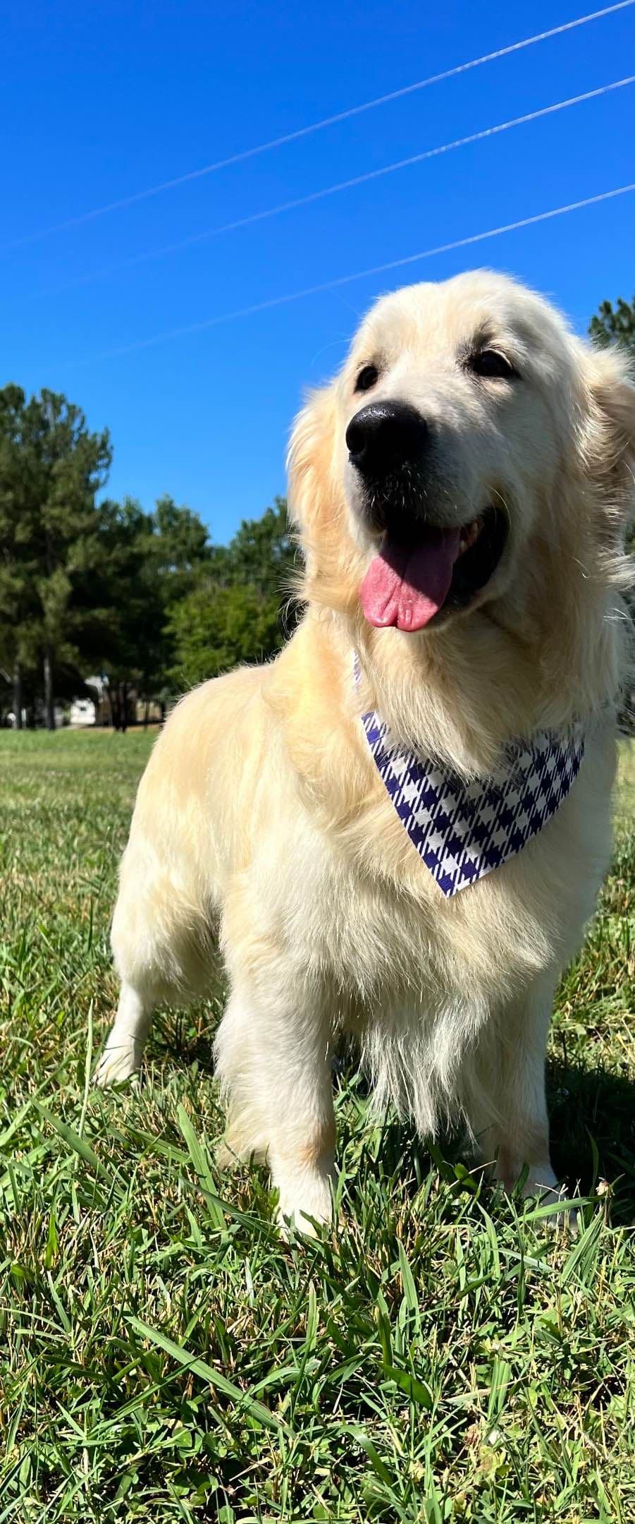 Golden Retriever Puppies breeder image 1