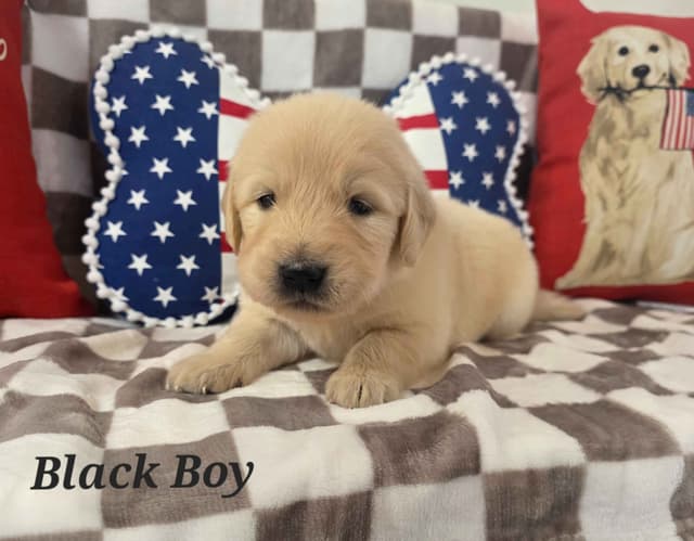 Golden Retriever Puppies media 2