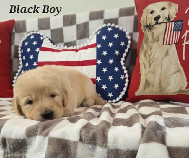 Golden Retriever Puppies media 3