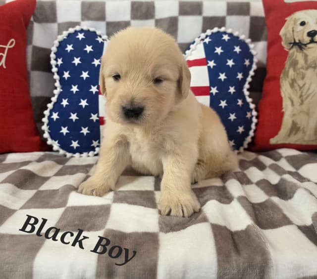 Golden Retriever Puppies media 4