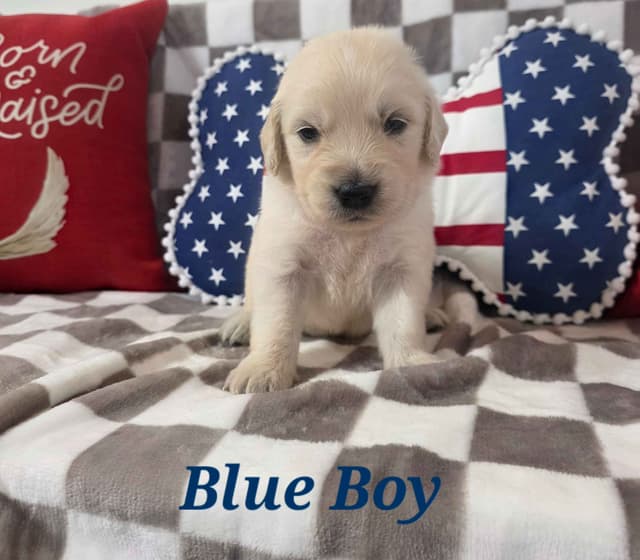 Golden Retriever Puppies media 5