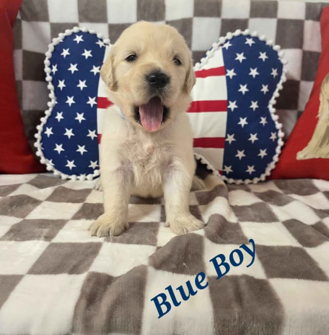 Golden Retriever Puppies media 6