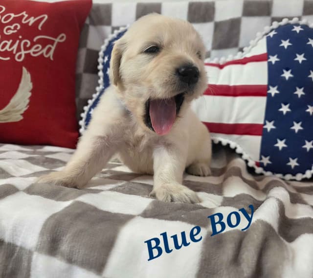 Golden Retriever Puppies media 7
