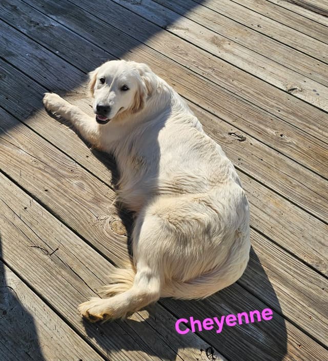Golden Retriever Puppies media 8