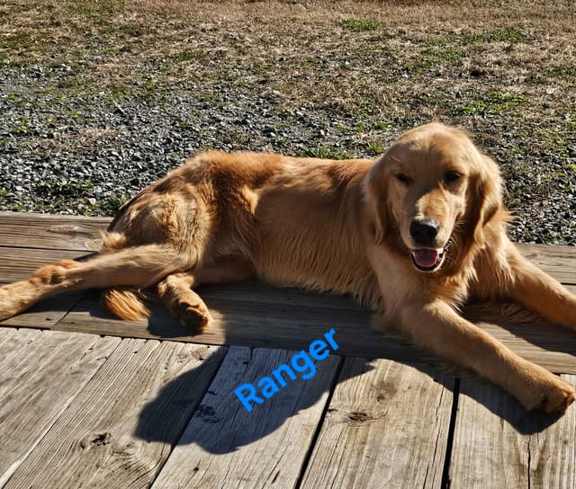 Golden Retriever Puppies media 9