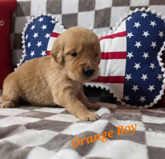 Golden Retriever Puppies media 3