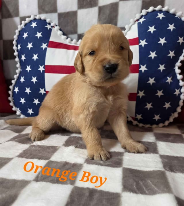 Golden Retriever Puppies media 4