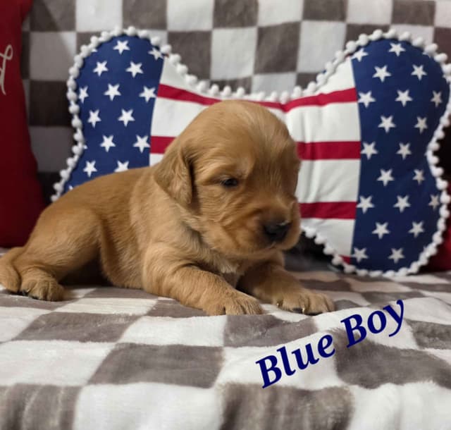 Golden Retriever Puppies media 5