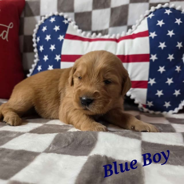 Golden Retriever Puppies media 6