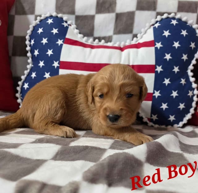 Golden Retriever Puppies media 7