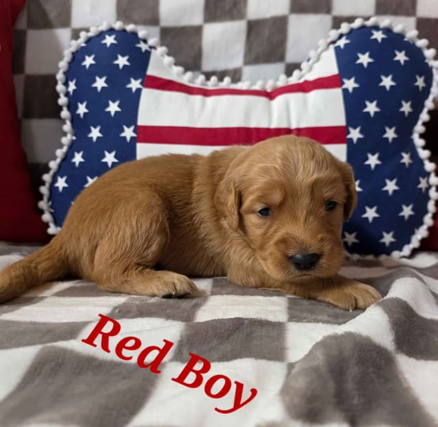 Golden Retriever Puppies media 8